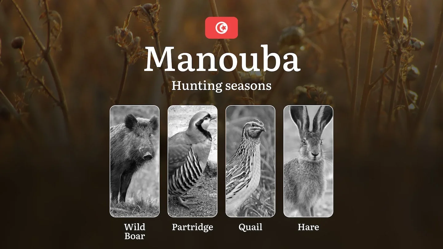 Hunting Seasons in MANOUBA: Key Periods, General Rules, Game Types, Protected Species, License Requirements and Practica…
