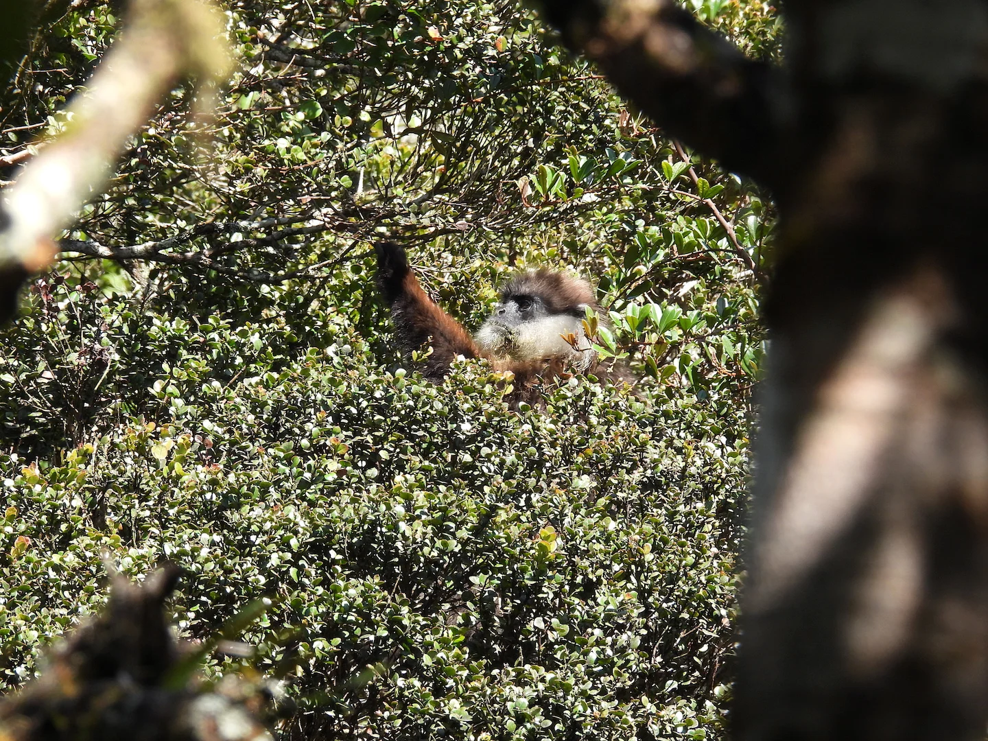 Photo of Perssegesig-langur (Semnopithecus vetulus)