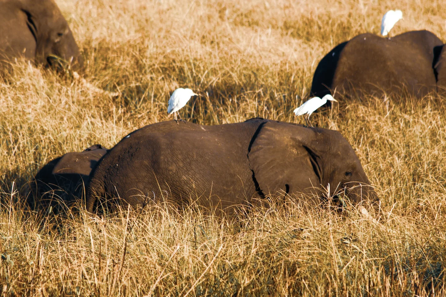 Hunting in NIASSA RESERVE: Exploring the Geography, Techniques, Regulations, and Cultural Heritage of One of Africa's Mo…