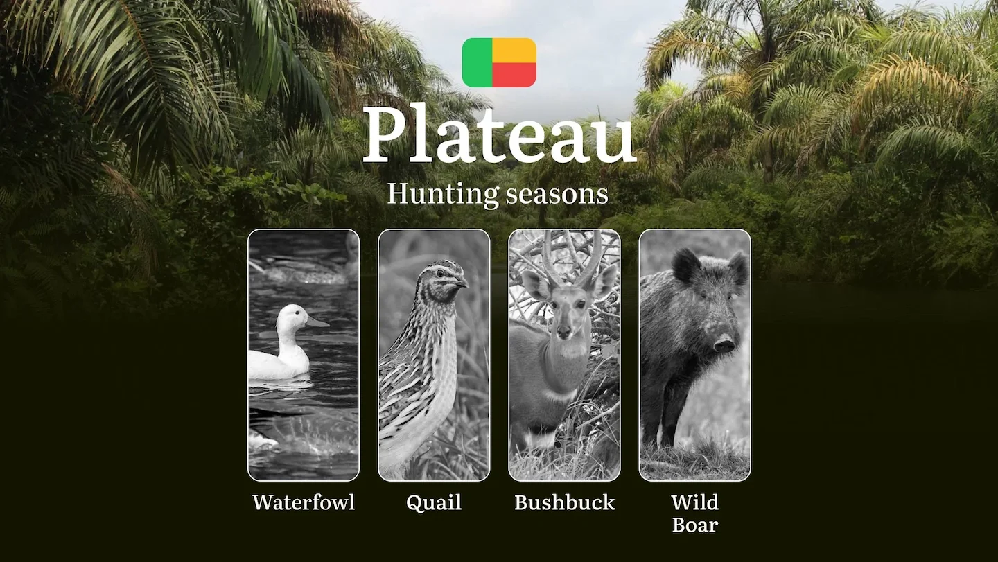 Hunting Timing in Benin’s PLATEAU Region: Hunting Seasons, Opening and Closing Dates, Licenses, Rules, and Periods for H…