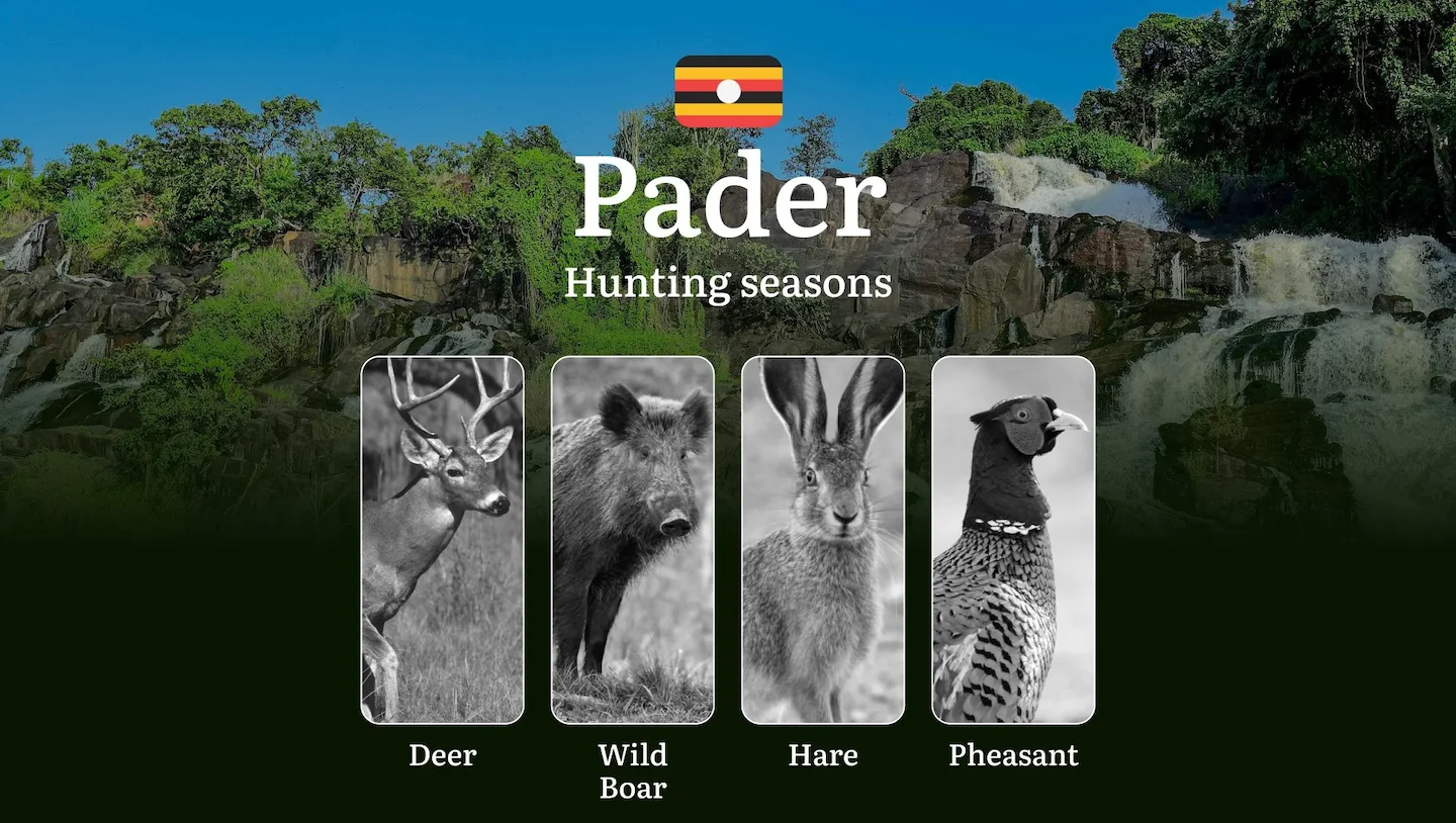 Hunting Season Dates in Pader: Regulatory Caps and Seasonal Closures, License Requirements, Penalties and Legal Outcomes…