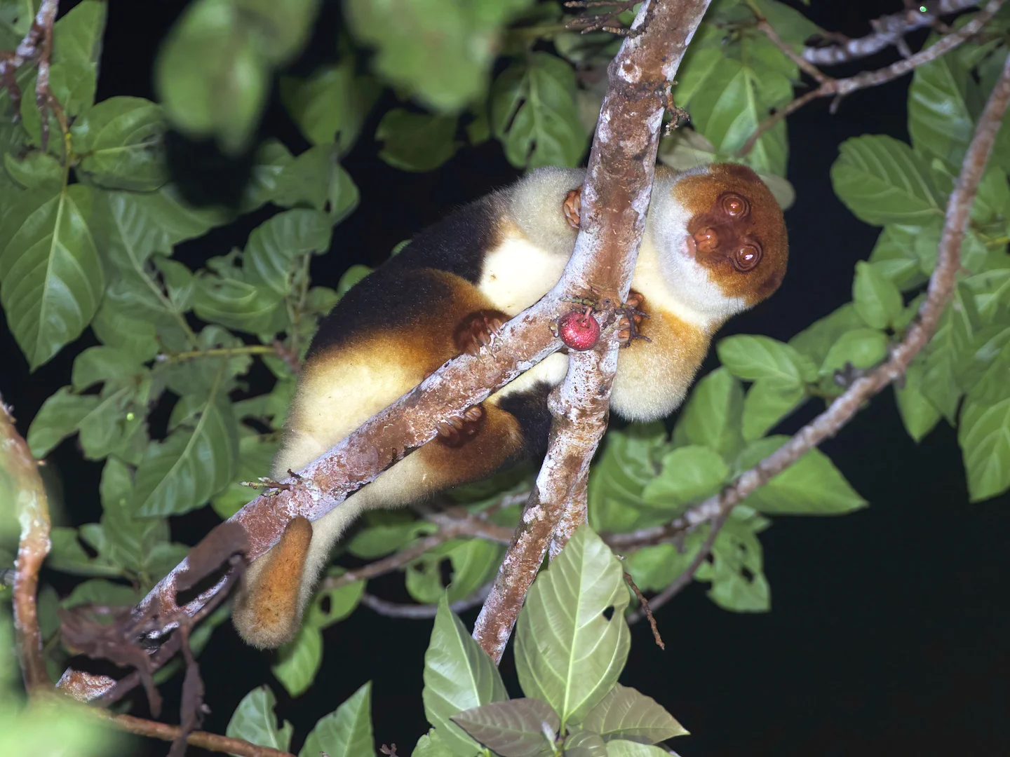 Photo of Swartkolletjieskoeskoes (Spilocuscus rufoniger)