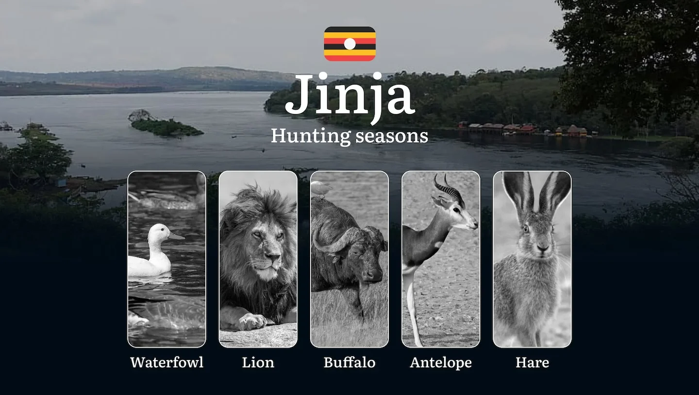 Jinja: Hunting Activity Periods, Protected Species and Seasonal Restrictions, Obtaining a License, Penalties That Affect…