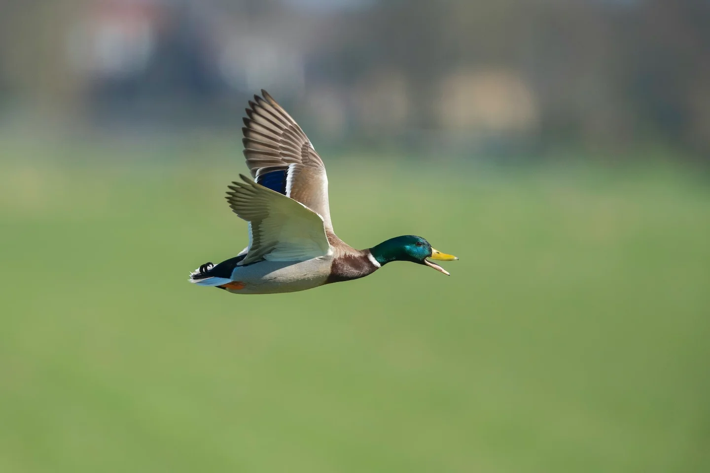 Fish and Game Downplays Drone Concerns as New Zealand Duck Hunting Season Opens