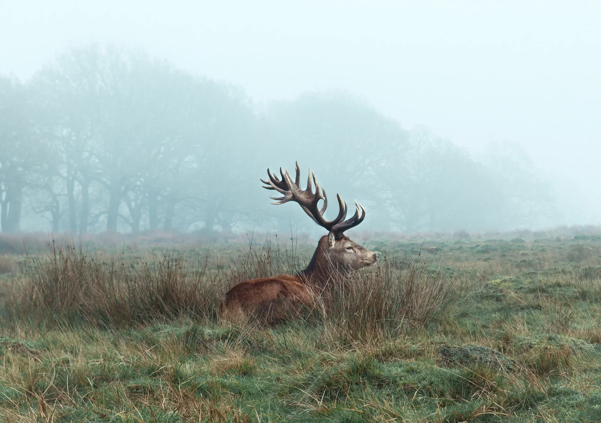 New Zealand's Collaborative Approach to Wild Deer Management 