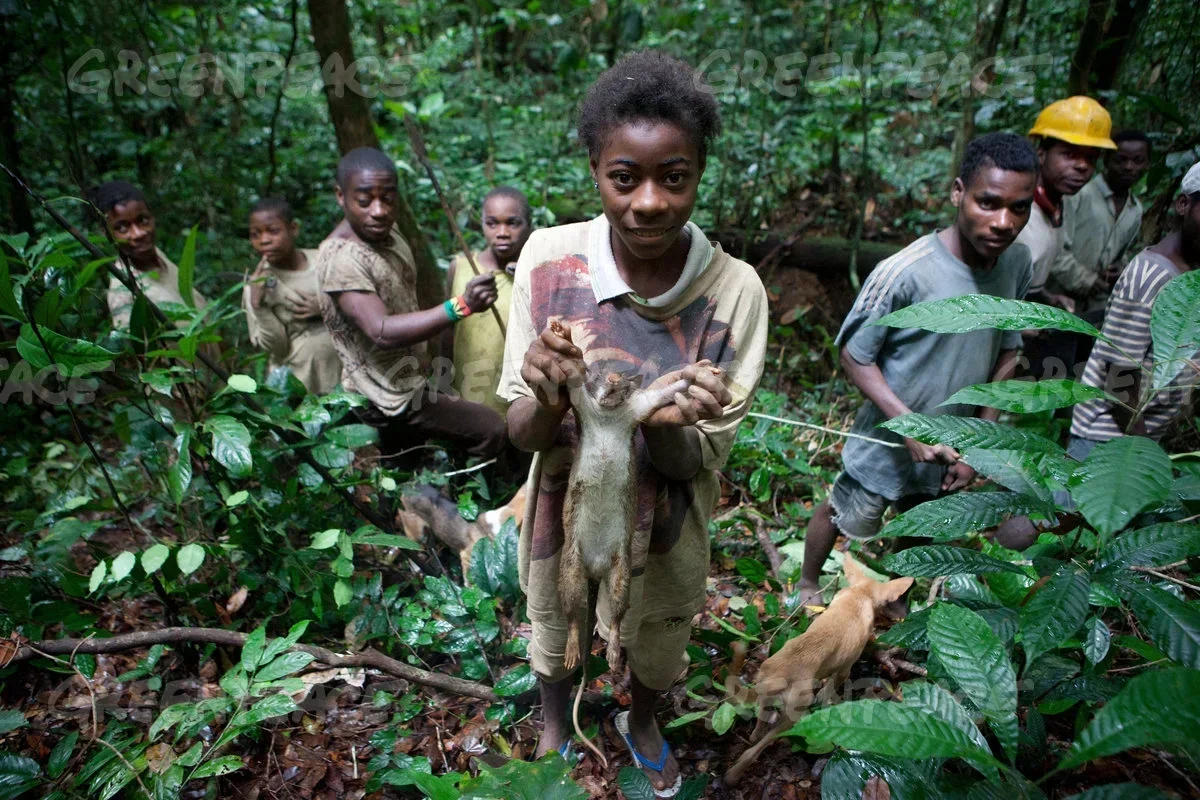 Hunting in East Cameroon: Journey Through Vast Forest Frontiers, Elusive Game, Indigenous Traditions, and Conservation Challenges in a Wild Borderland Hunting in East Cameroon: Journey Through Vast Forest Frontiers, Elusive Game, Indigenous Traditions, and Conservation Challenges in a Wild Borderland