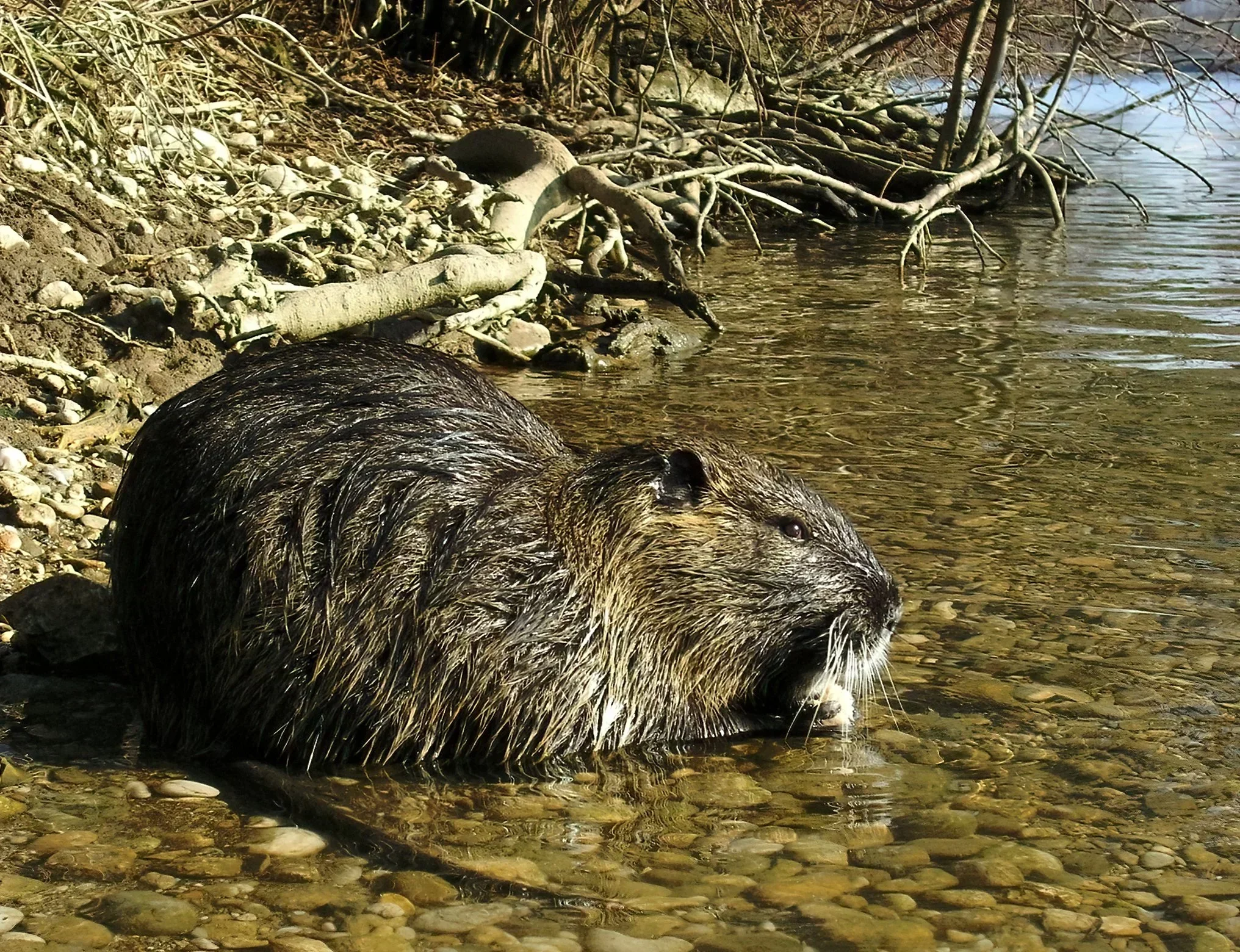 Coypu (Nylrot)