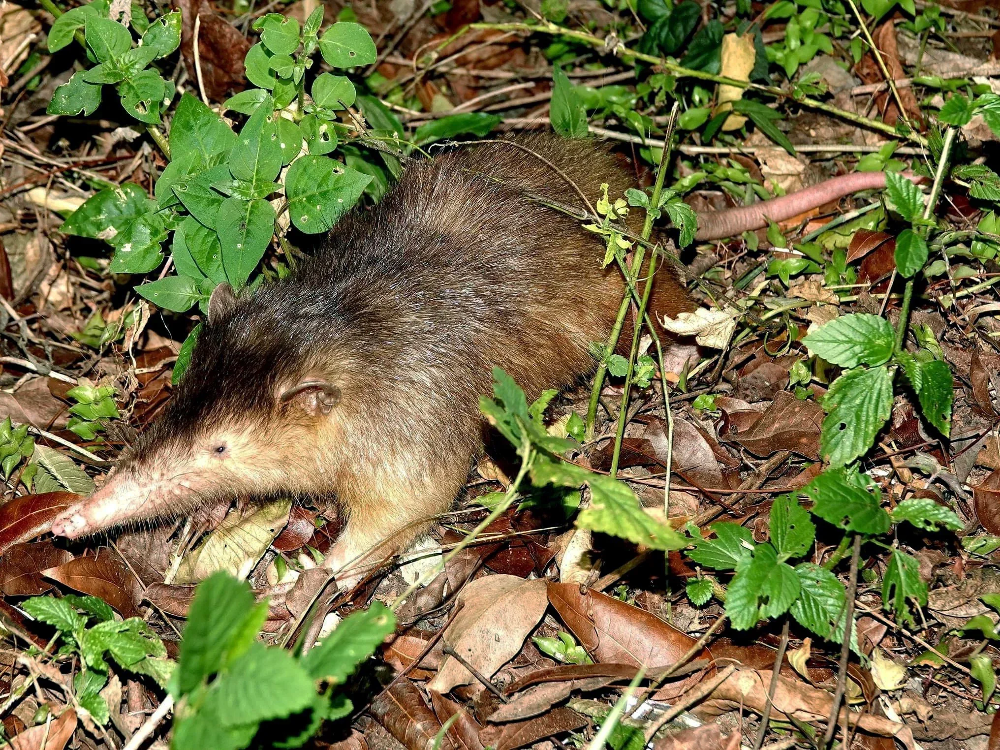 Solenodon (Paradoksiese solenodon)