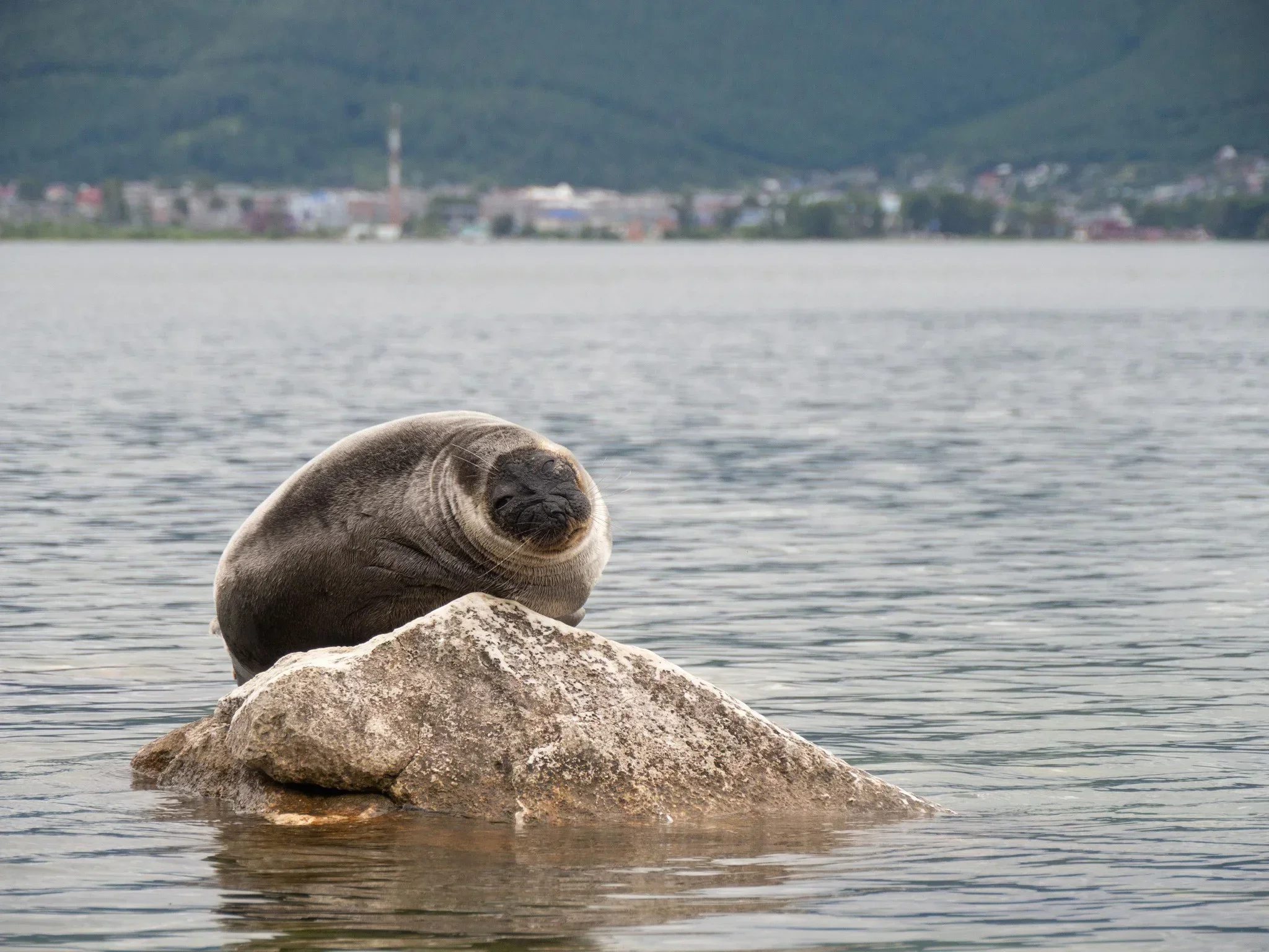 Siberiese robben (Siberiese seehond)