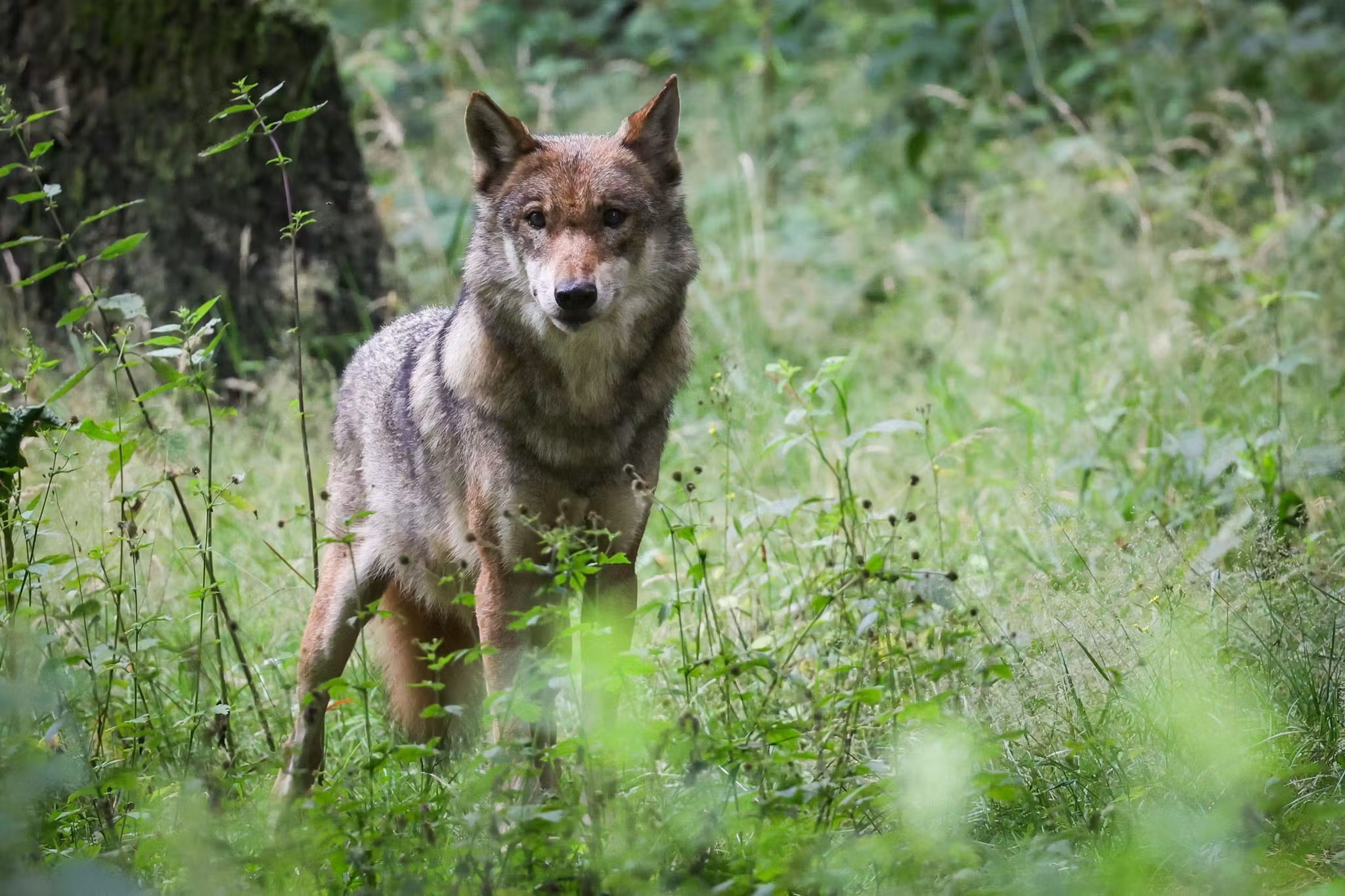 Landtag beschließt Änderung des Landesjagdgesetzes – Wolf‑Management zentralisiert