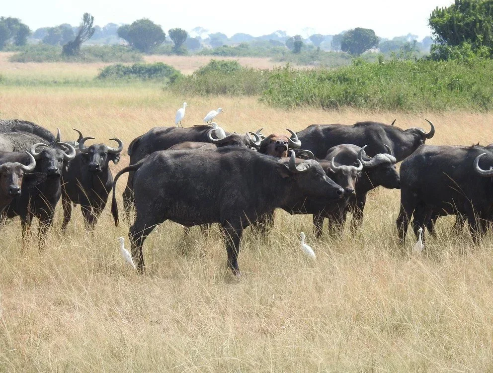 Kaapse buffel (Afrikabuffel)