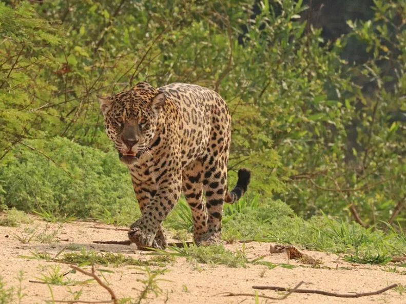 Jaguar (Onka)