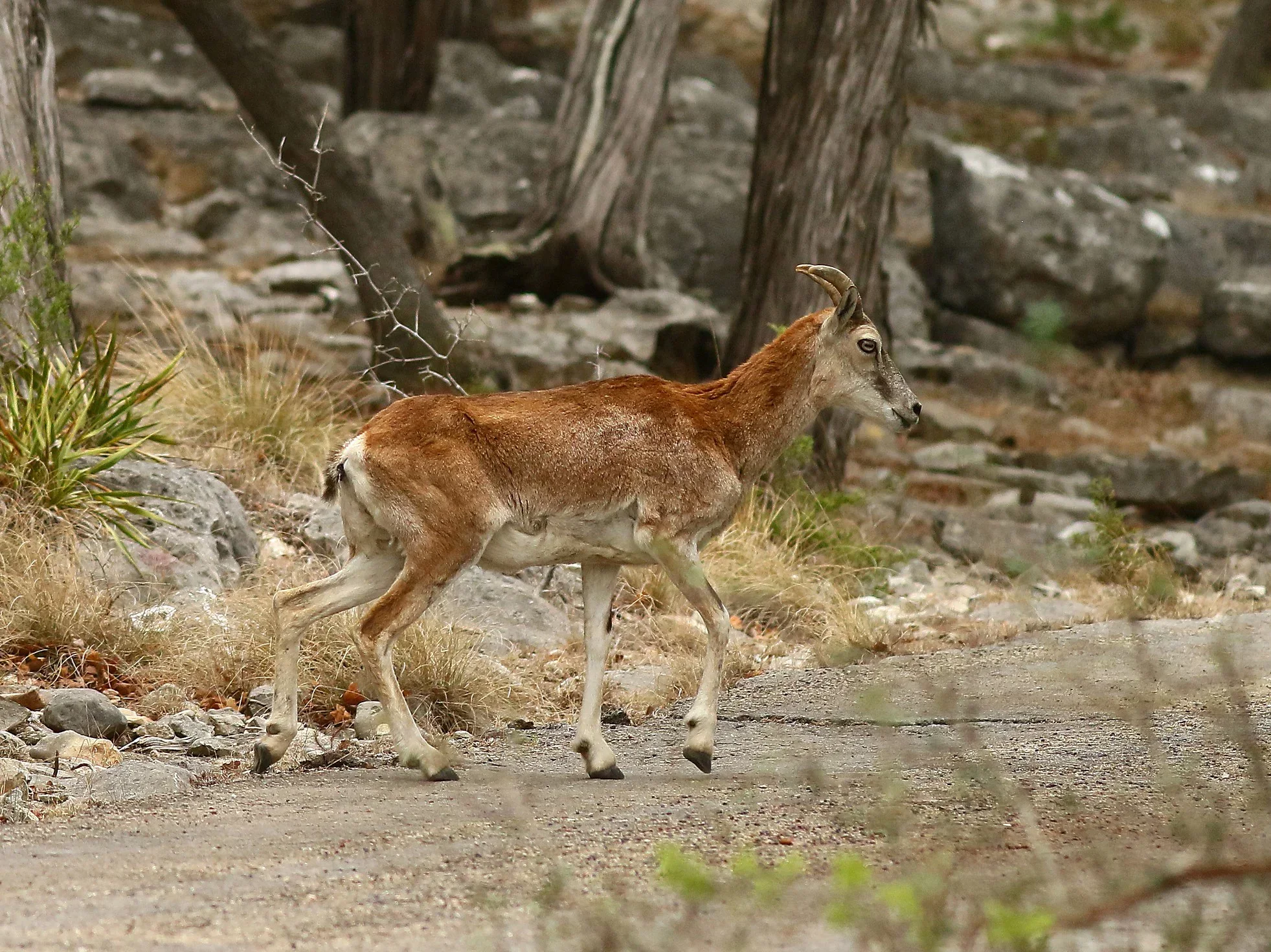 Armeense muflon (Oosterse muflon)