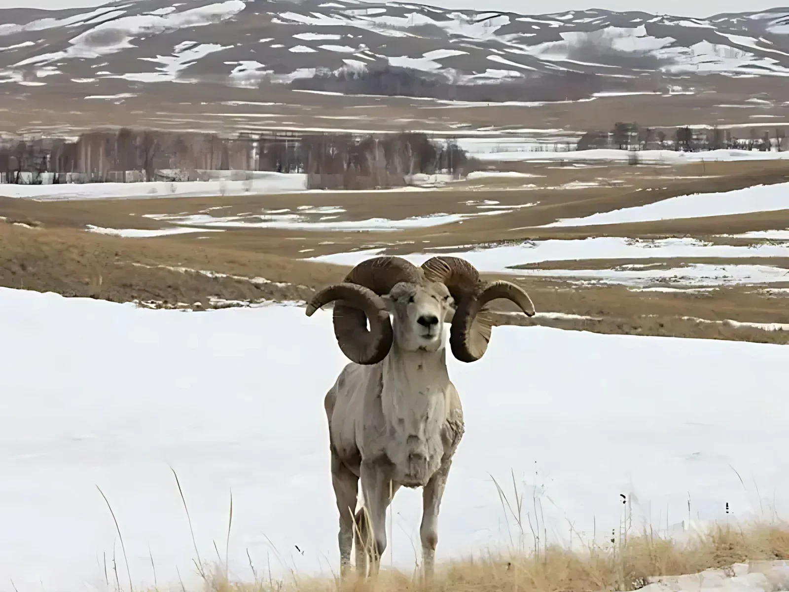 Karelini-argali (Karelin se argali)