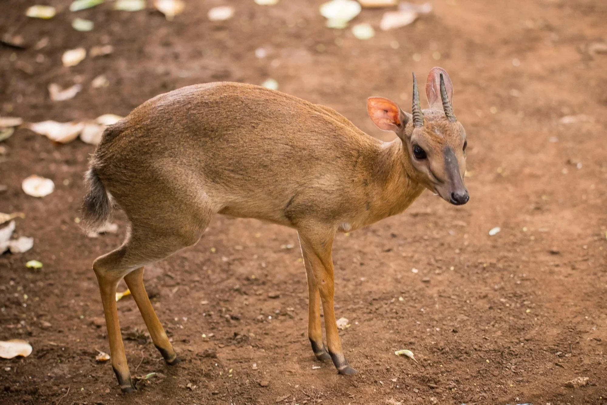 Moschusduiker (Klipspringerduiker)