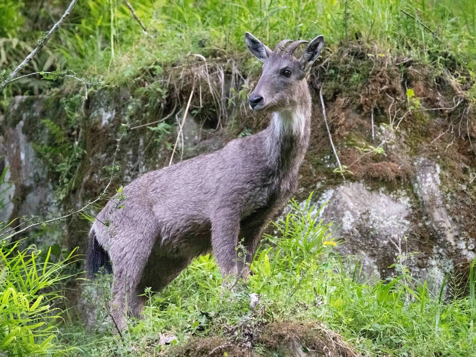 Gryse goral (Grijs goral)