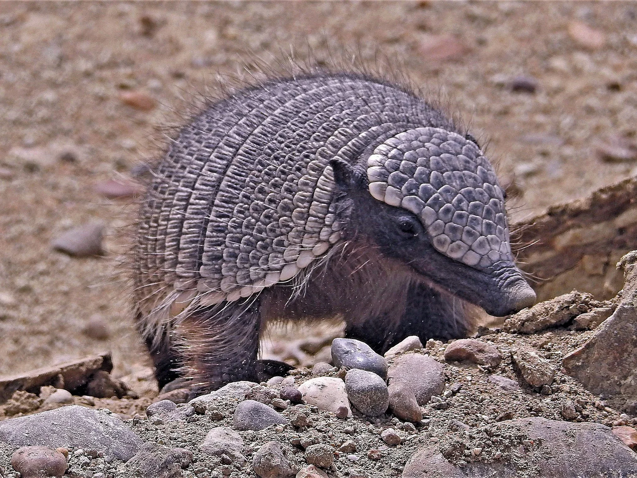 Pichi (Kaapse pogi)