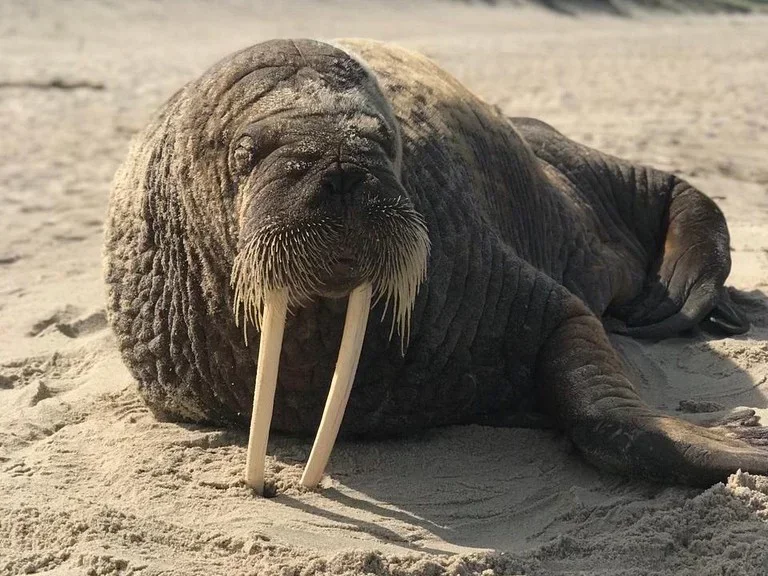 Walrus (Rosmarus)