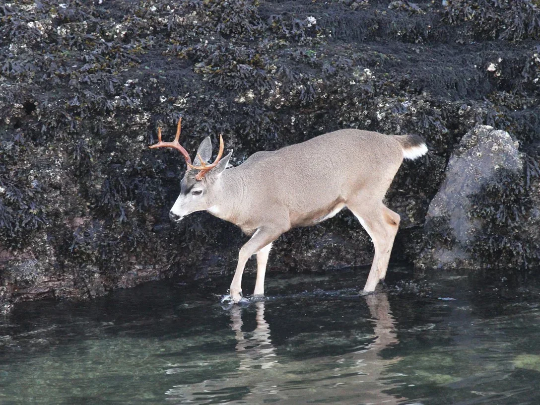 Sitka-witstertree (Sitka-witstertbok)