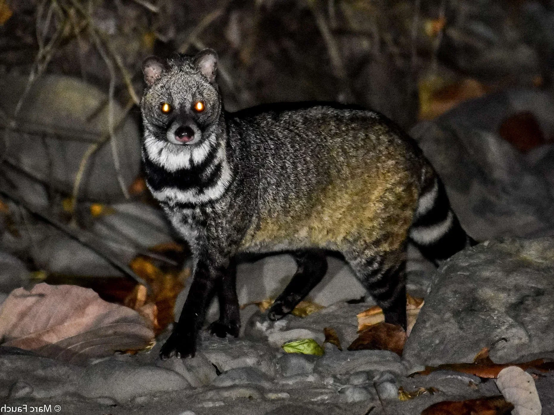 Koeskoes (Sivettkat)