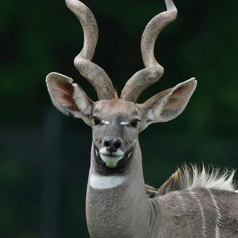 Klipspringer (Klipbok)