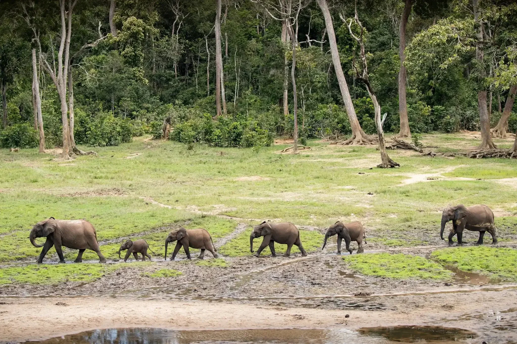 Hunting in Sangha-Mbaéré: Exploring Demographics, Navigating Types of Game, and Discovering Local Traditions