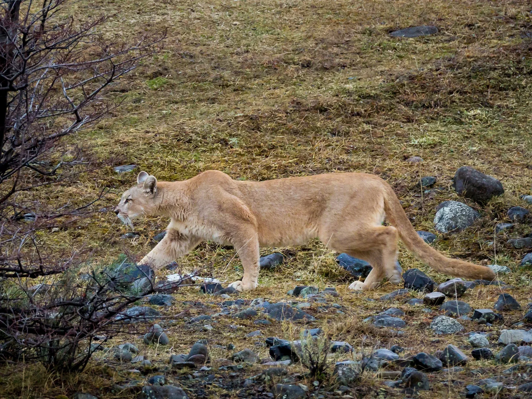 Puma (Bergleeu)