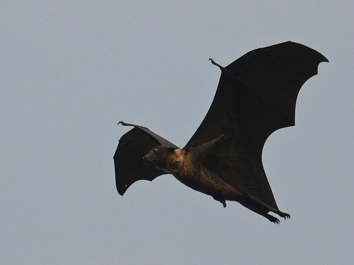 Reusvlermuis (Groot vlermuis)