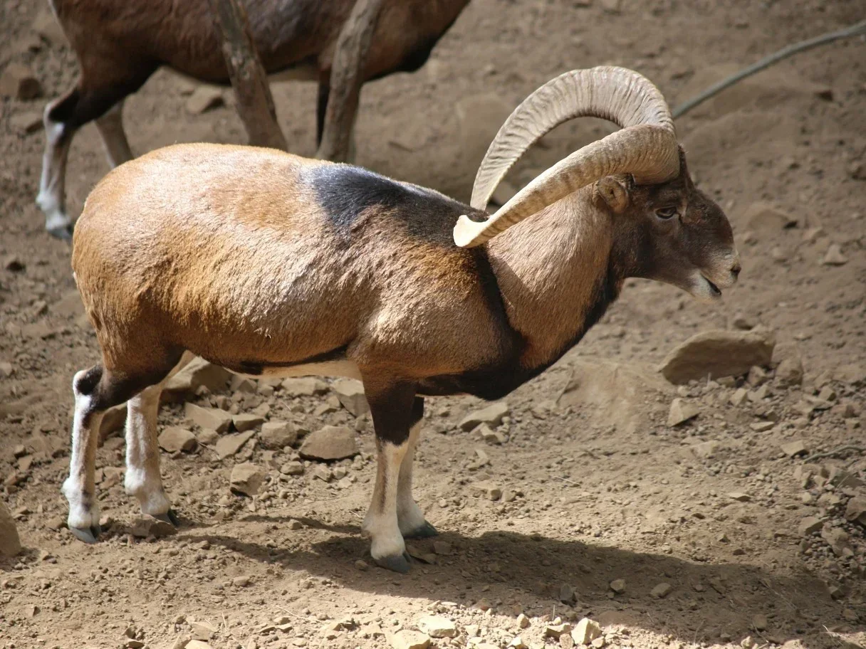 Mouflon (Oos-Middellandse Mouflon)