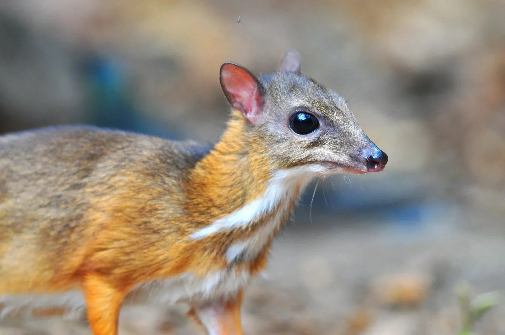 Kleinkantsbok (Kanchil)