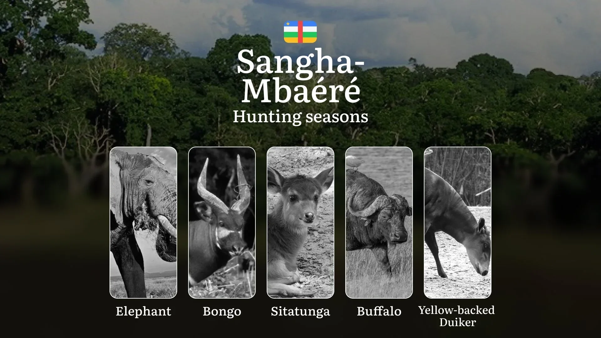 Hunting Seasons of Sangha-Mbaéré: Exploring General Hunting Rules, Legislation and Permits, Hunter Events and Cultural Experiences