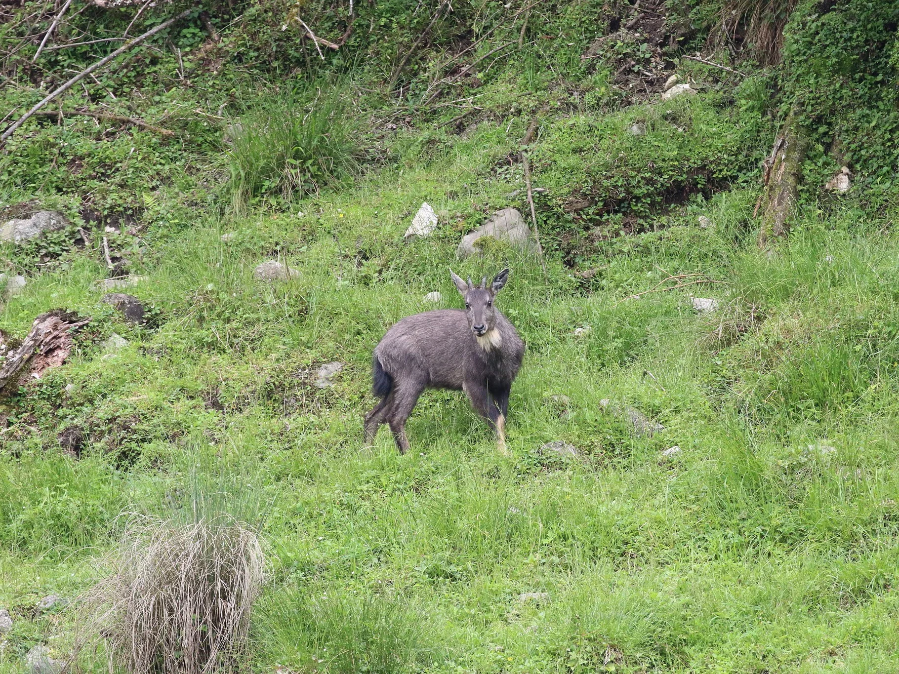 Gryse goral (Grijs goral)