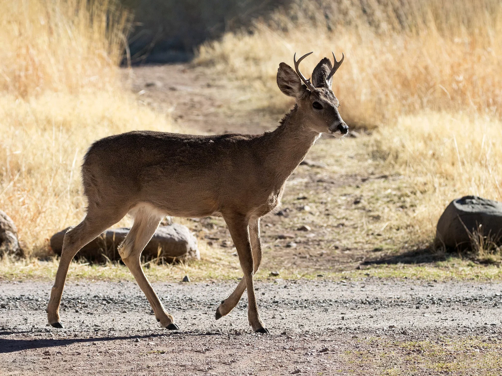 Witstertree (Coues-witstertree)