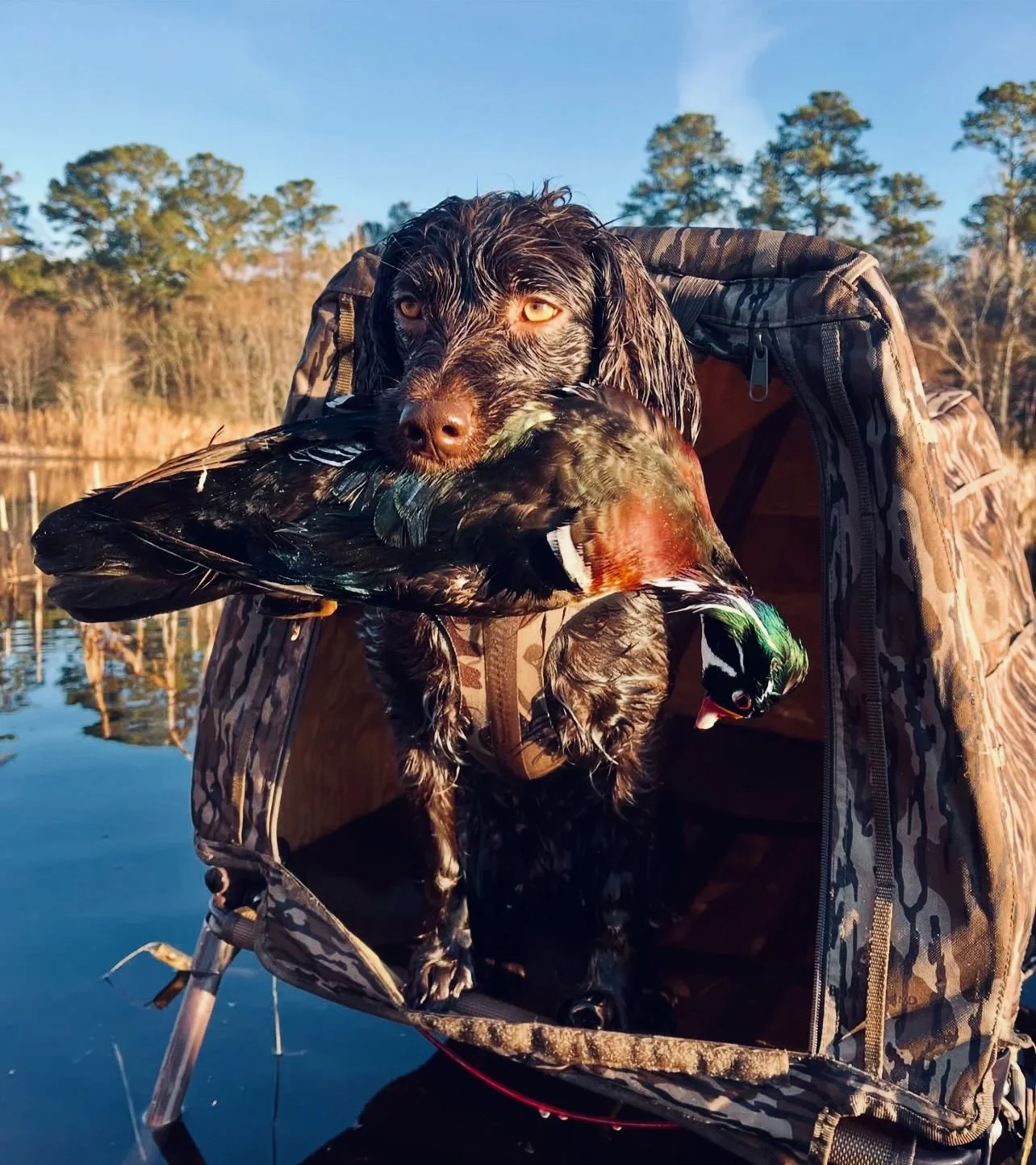 Boykin Spaniel Hunting Dog: Traits, Training & Field Performance 🐾