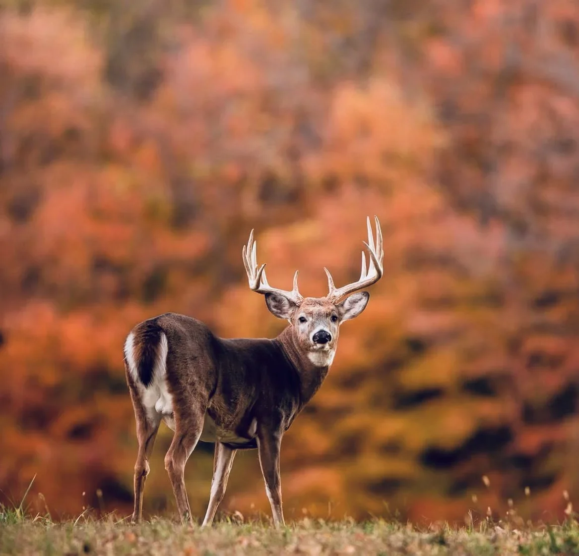 Deer Hunting Season Dates by State 2025: Full U.S.