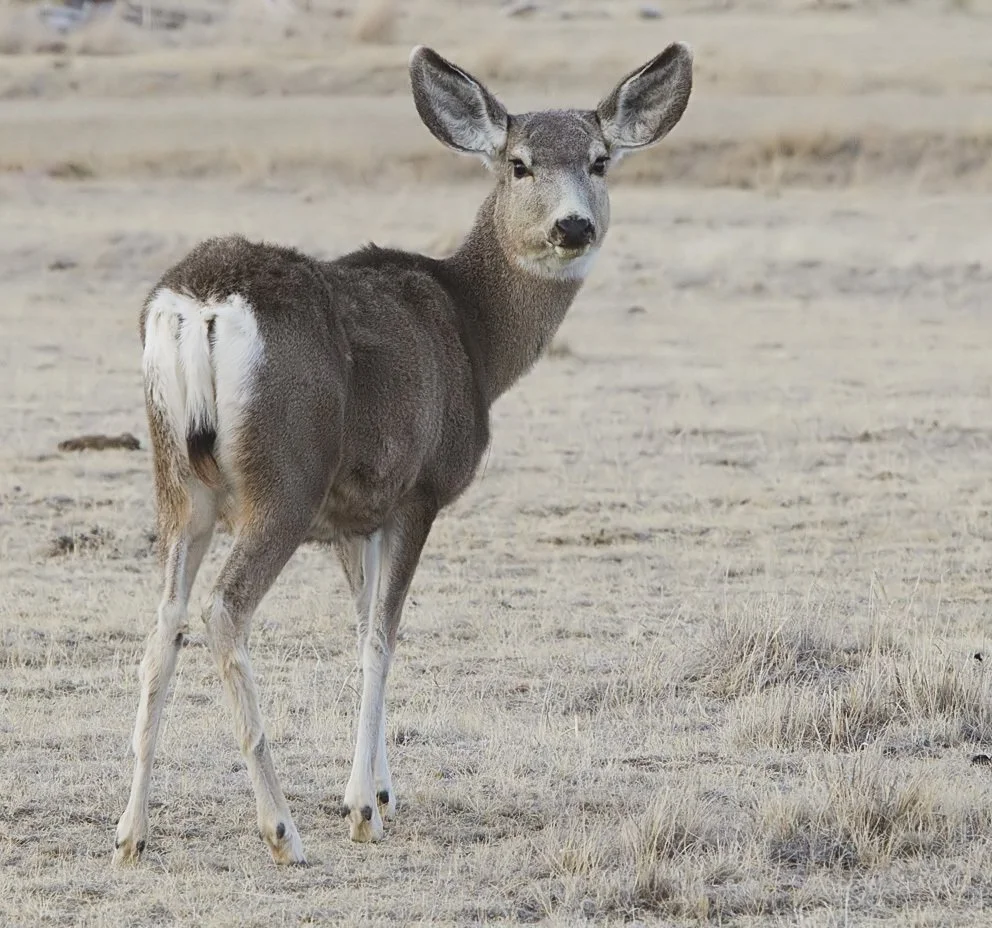 Swartstertreebok (Muloehert)