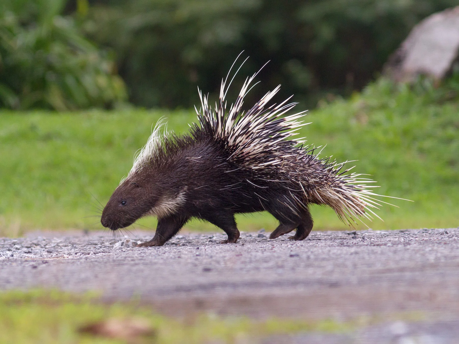 Stekelvark (Indiese stekelvark)