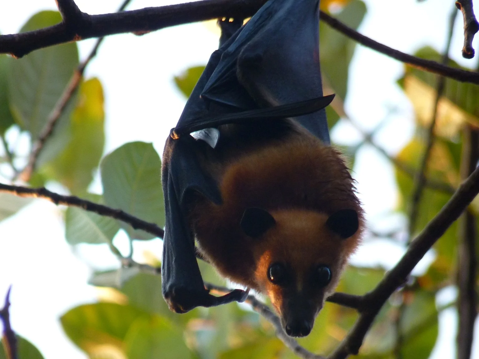Vlermuis (Pteropus hypomelanus)