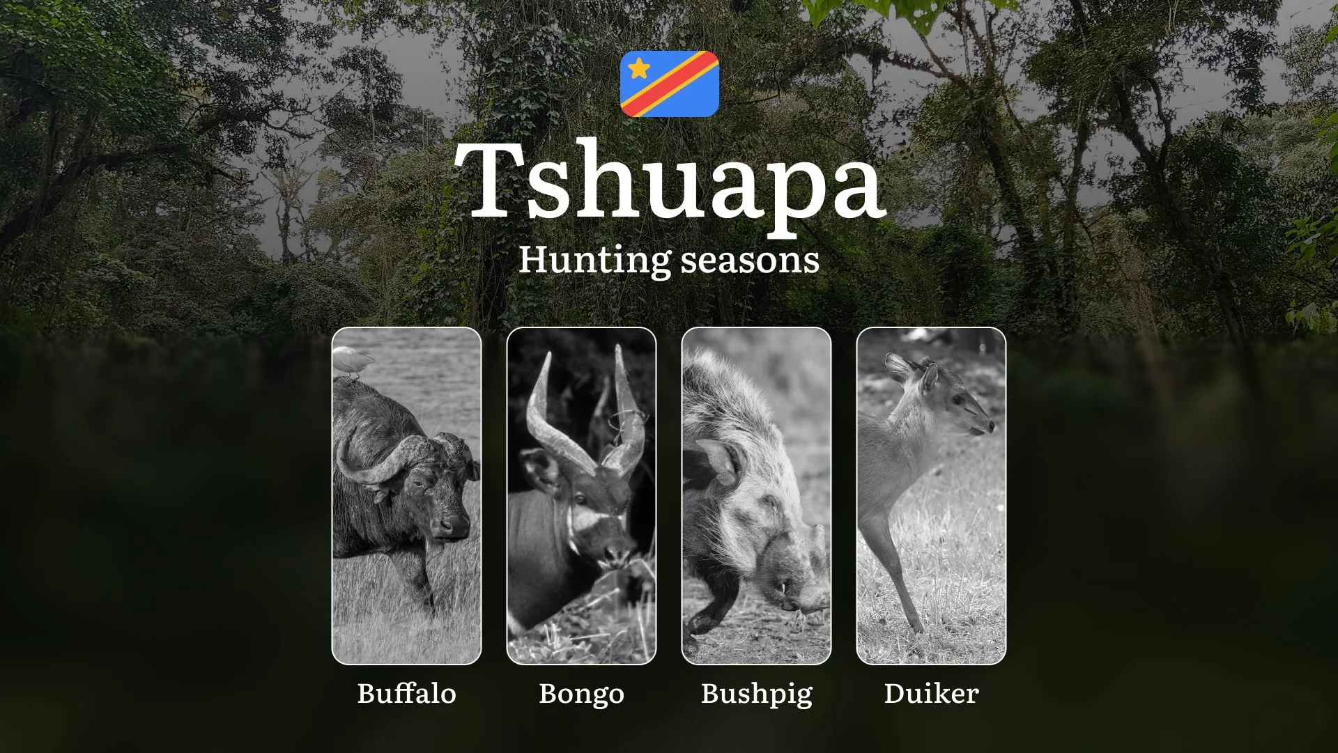 Hunting Seasons in Tshuapa (DRC): Permitted Seasons, Temporary Prohibitions, Licensing Regulations, Penalties for Infractions, Tactical Planning, and Gear Selection