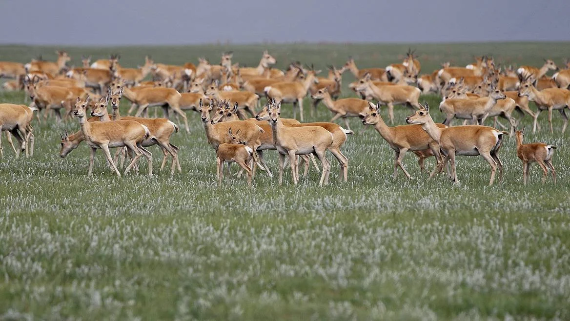 Mongoolse gazelle (Goedgazelle)