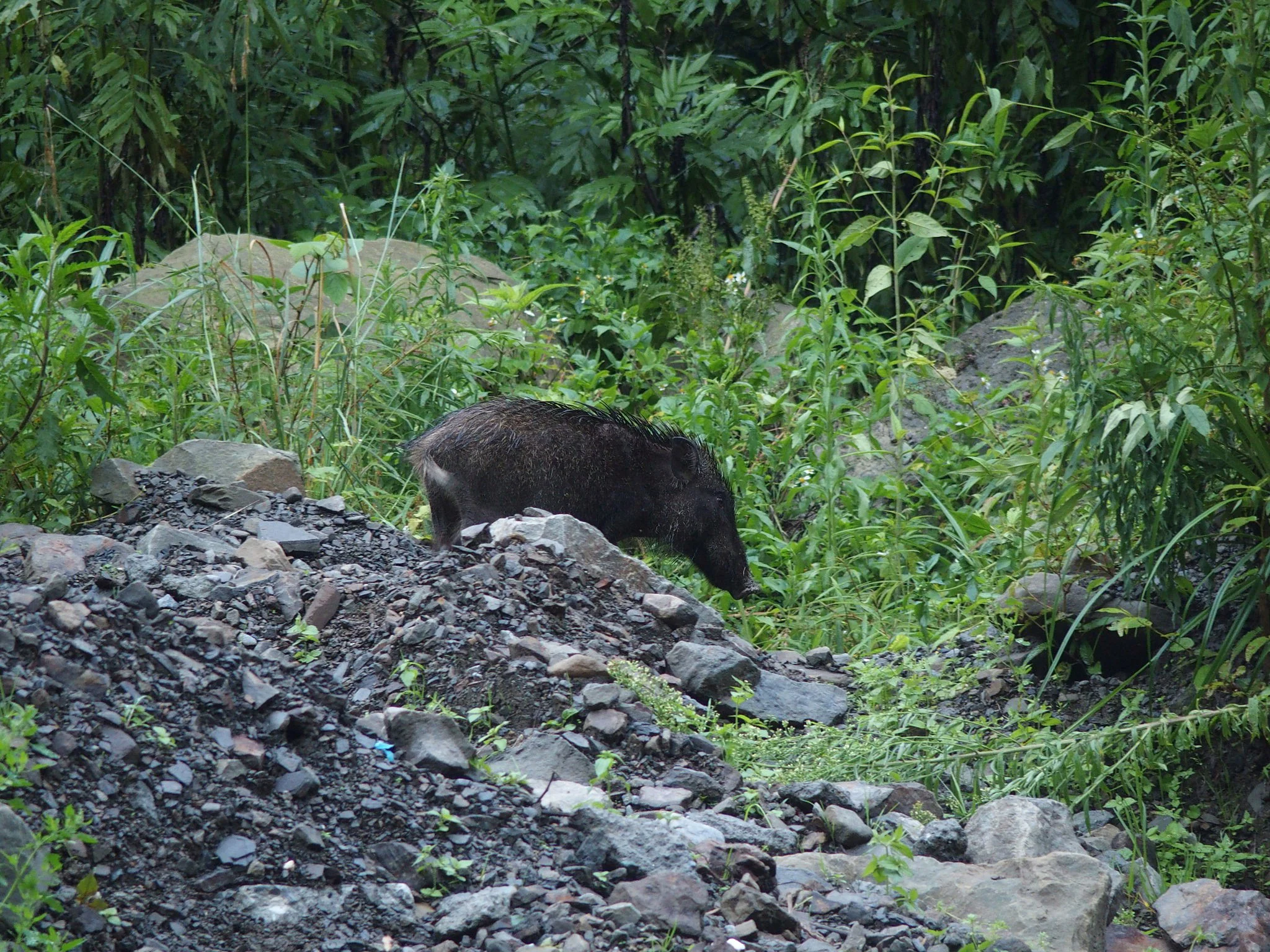 Vark (Taiwanese wilde vark)