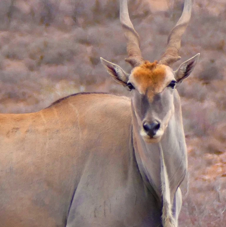 Gewone eland (Eland)