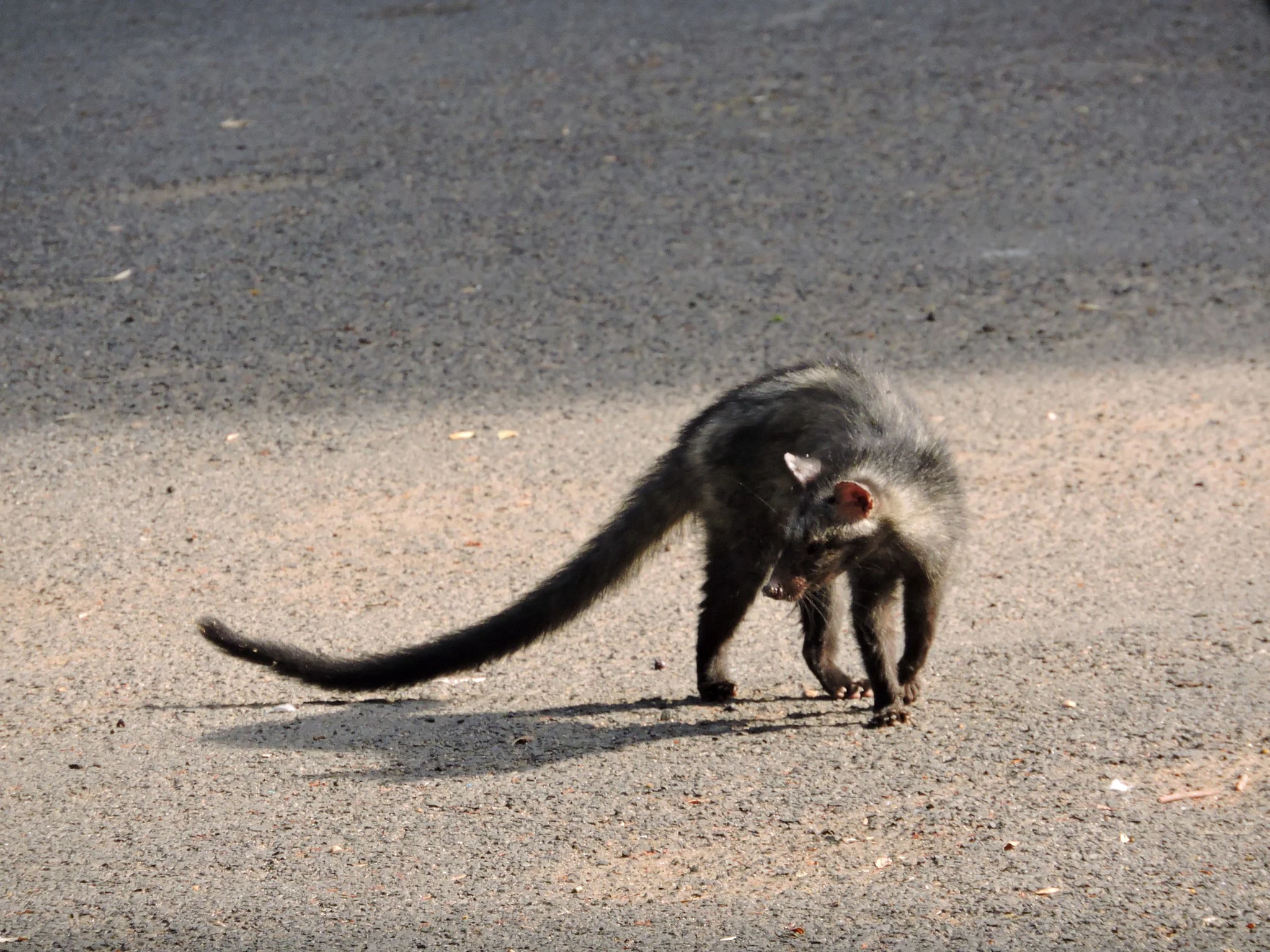 Palmkat (Maskerkat)