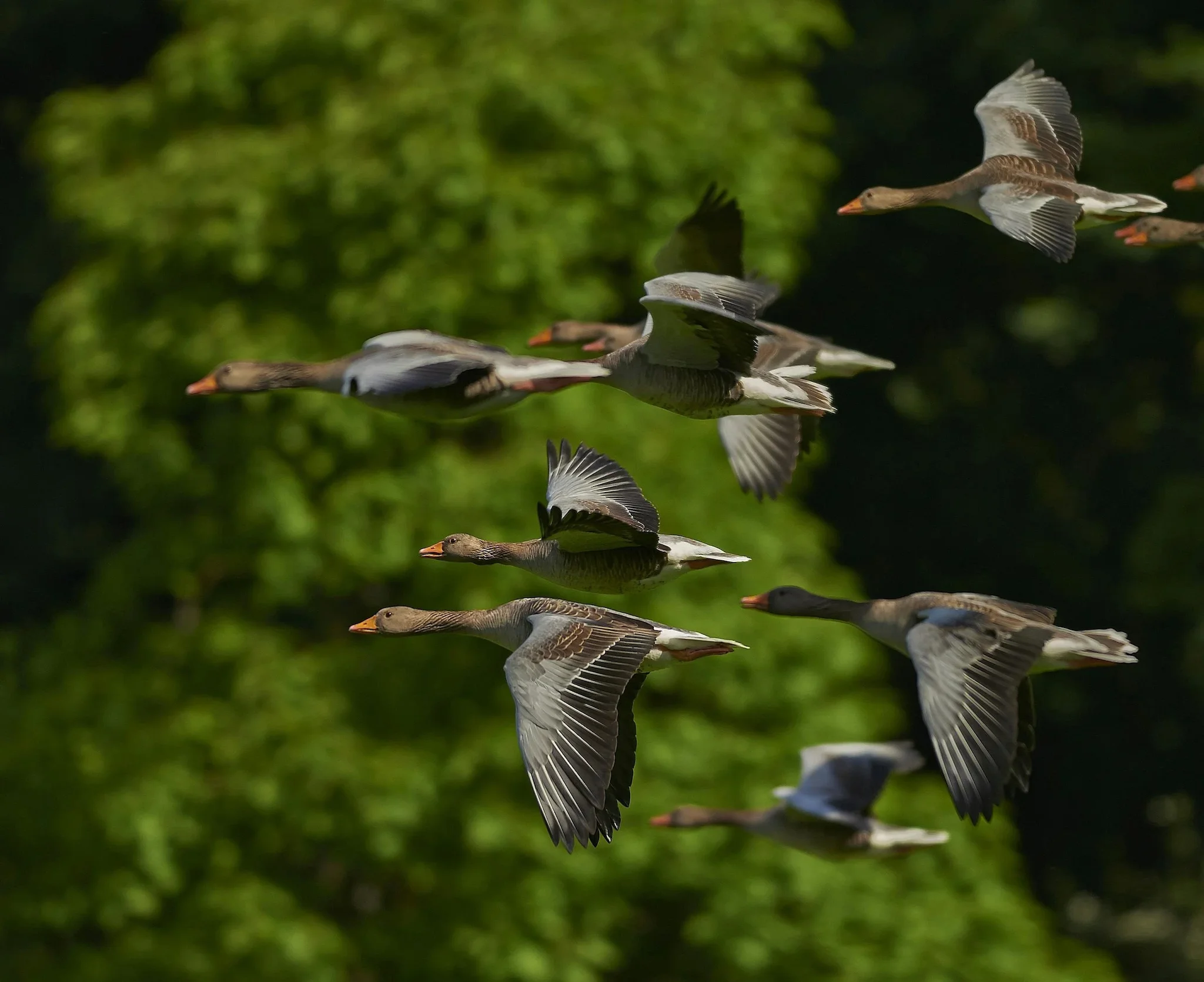 Vogelgrippe H5N1: 76 Vögel im Vogelpark Haßloch getötet