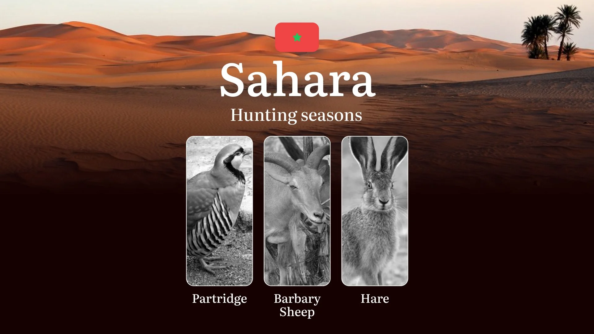 Hunting Periods and Local Rules in the  Sahara: Species You Can Hunt Throughout the Year, Seasonal Activity of Game, and the Steps to Get a Legal Hunting License in the Region