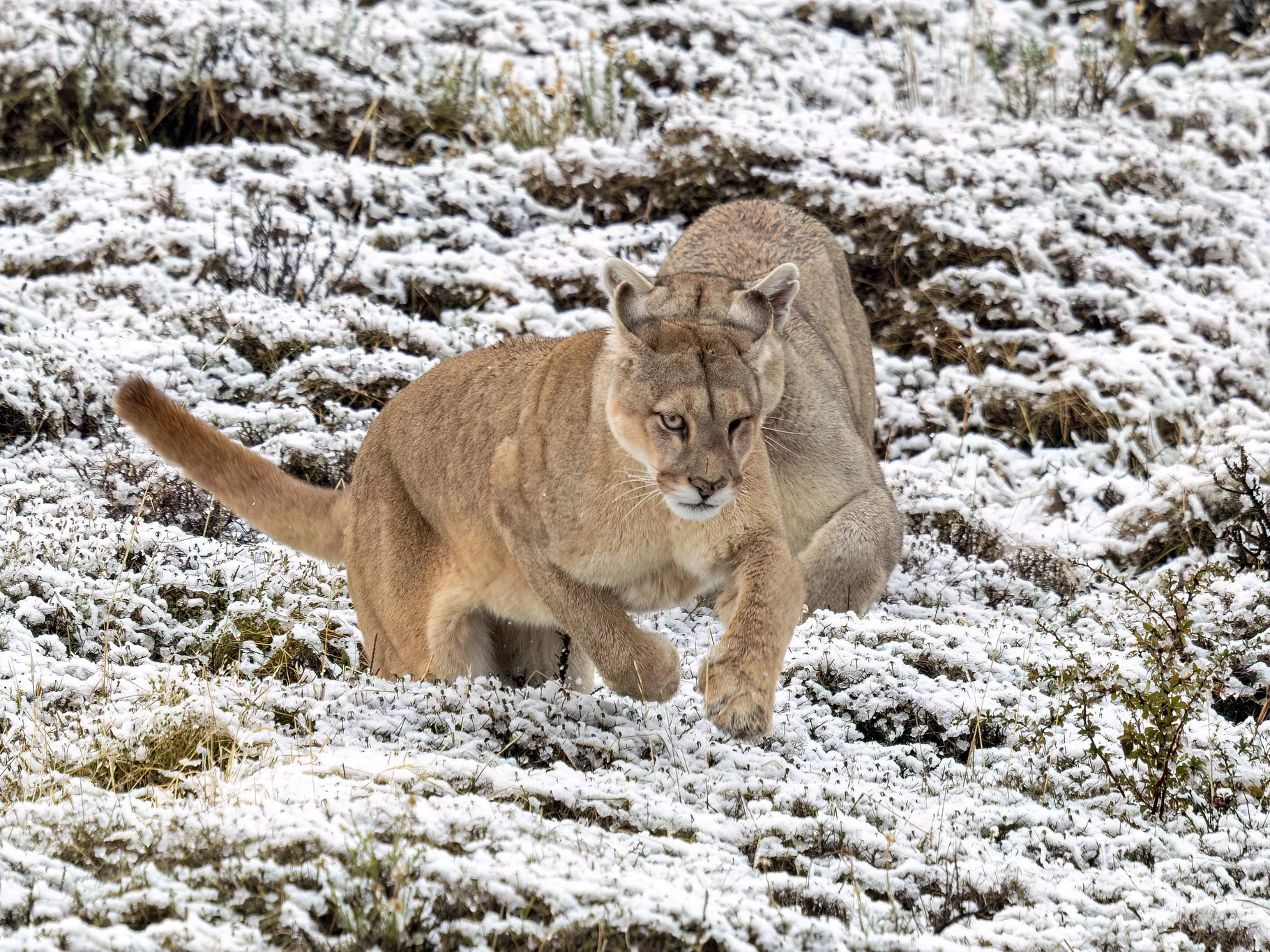 Puma (Bergleeu)