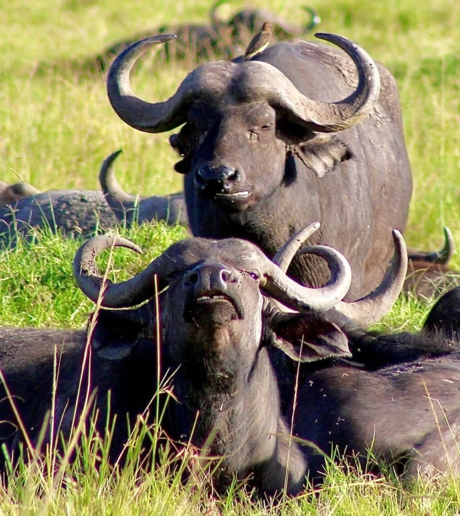Kaapse buffel (Afrikaanse buffel)