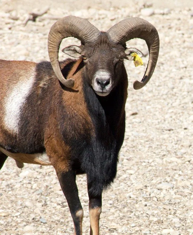 Oosterse skaap (Mouflon)