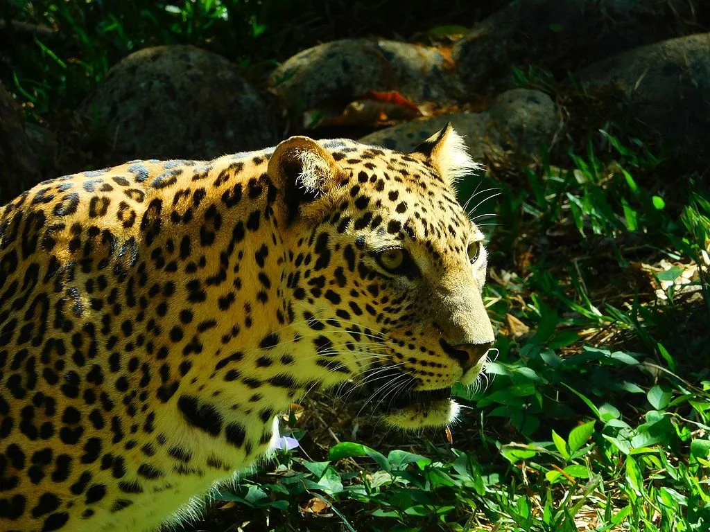 Luiperd (Indiese luiperd)