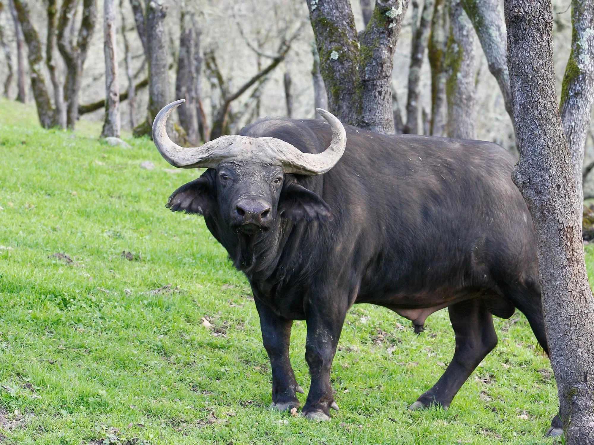 Kaapse buffel (Afrikaanse buffel)